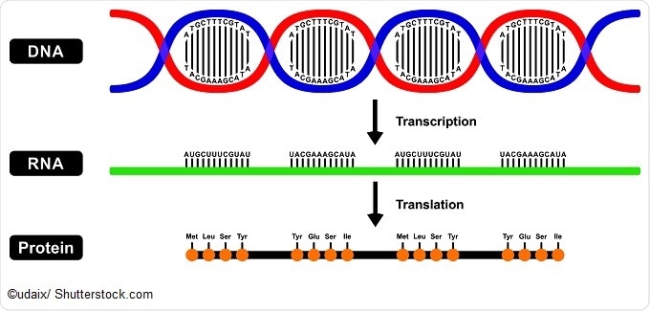 RNA.jpg