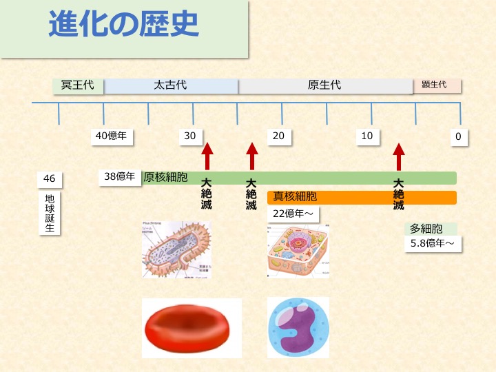 千島学説研究会　「螺旋6号」　「新血液学原理とその健康及び治療への応用」 千島学説研究会 「螺旋6号」 「新血液学原理とその健康及び治療