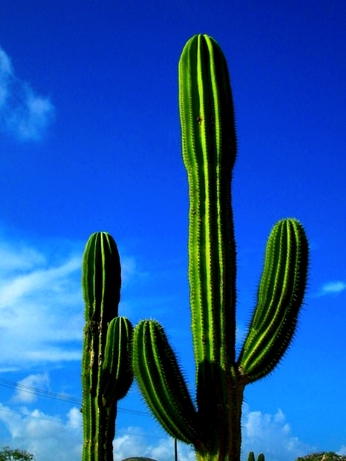 2005-9-2 LOS CABOS.península de Baja California