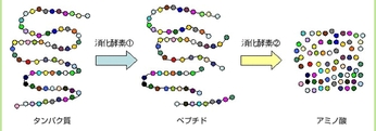 第三回 タンパクはレゴ