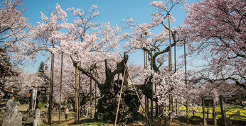 プロフェッショナル仕事の流儀『桜咲く、人で咲く～樹木医・和田博幸～』
