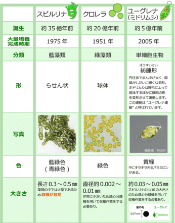 藻類〜スピルリナ  クロレラ  ユーグレナ〜緑色