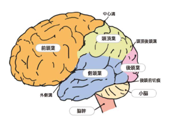 【１３】麦を育てるように　(「自我発現の季節」の教育)