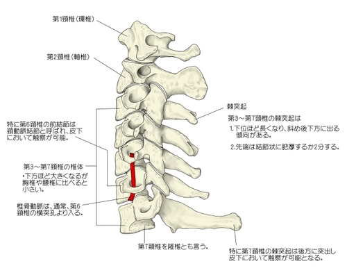 頸椎.JPG