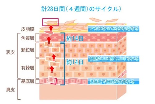 ターンオーバー.jpeg