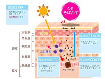  お肌のお手入れ その１→人間の皮脂に近い成分...馬油をあらためて使い始めました。