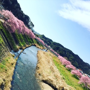 2月　南伊豆の〜早咲櫻を観る