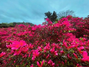 つつじを見に行こう！伊東花咲く春の小室山。