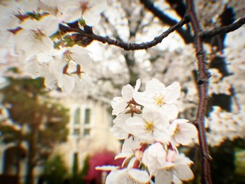 伊豆高原　2024-04-05　桜並木