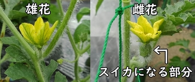 how-to-pollinate-small-watermelon-d.jpg