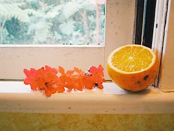 生活観光BIG ISLAND HILO 2