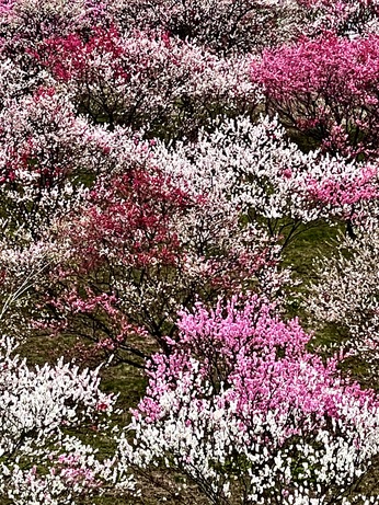 2021-04-16+17 南信州阿智村  花桃の里