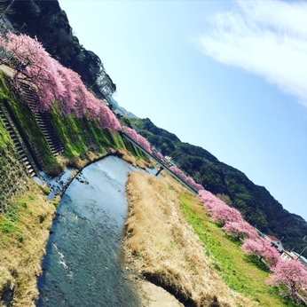 2月　南伊豆の〜早咲櫻を観る