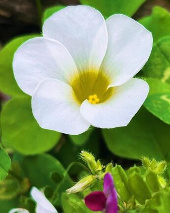 今、咲いてる花たち。