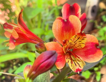 今、咲いてる花たち。