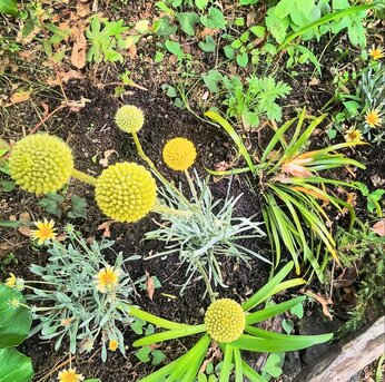 今、咲いてる花たち。