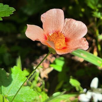 五月雨月に庭で咲いていた花々。