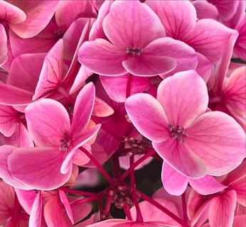 自然生物との共存共生の暮らしをそのまんまに...加茂荘花鳥園