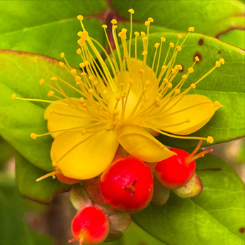 6月〜水無月に庭で咲いていた花々