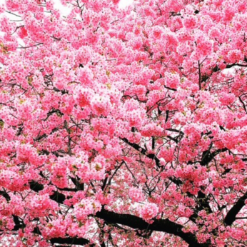 『202503』 〜 3月にSNSにアップした曲を一枚のオムニバスにしてみました 〜