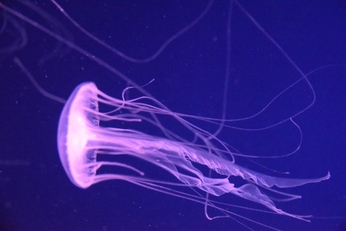 中島らもは電気クラゲの夢を見るか？