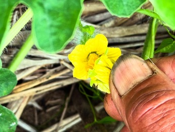 2025-06-24　花あわせ〜西瓜