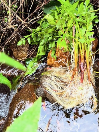 御馳走〜：）ほっこりらっきょ＋黄金色セリの根
