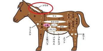 人の皮膚と馬の皮膚は「構造的・脂質的」に一部共通点が〜特に「こうね」がね！