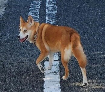 『四国88ヵ所歩き遍路の記 vol.4』SF＝少し不思議な体験の覚え書き　