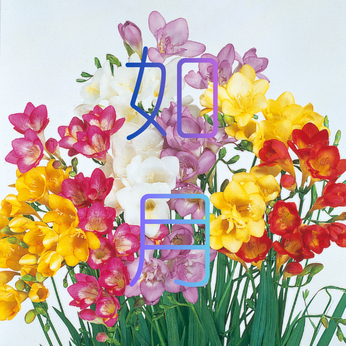 TAO LAB SOUNDS 2月のプレイリスト 『如月』